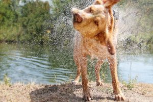 Water Tips to Safely Enjoy the Pool, Lake, or Ocean with Your Dog
