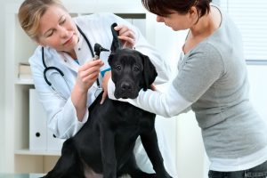 Is Your Dog Losing its Hearing