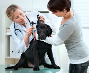 Is Your Dog Losing its Hearing