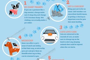 10 Cold Weather Pet Safety Tips