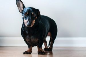 4 Common Types of Bone and Joint Conditions in Pets and How to Treat Them