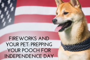 Fireworks and Your Pet Prepping Your Pooch for Independence Day