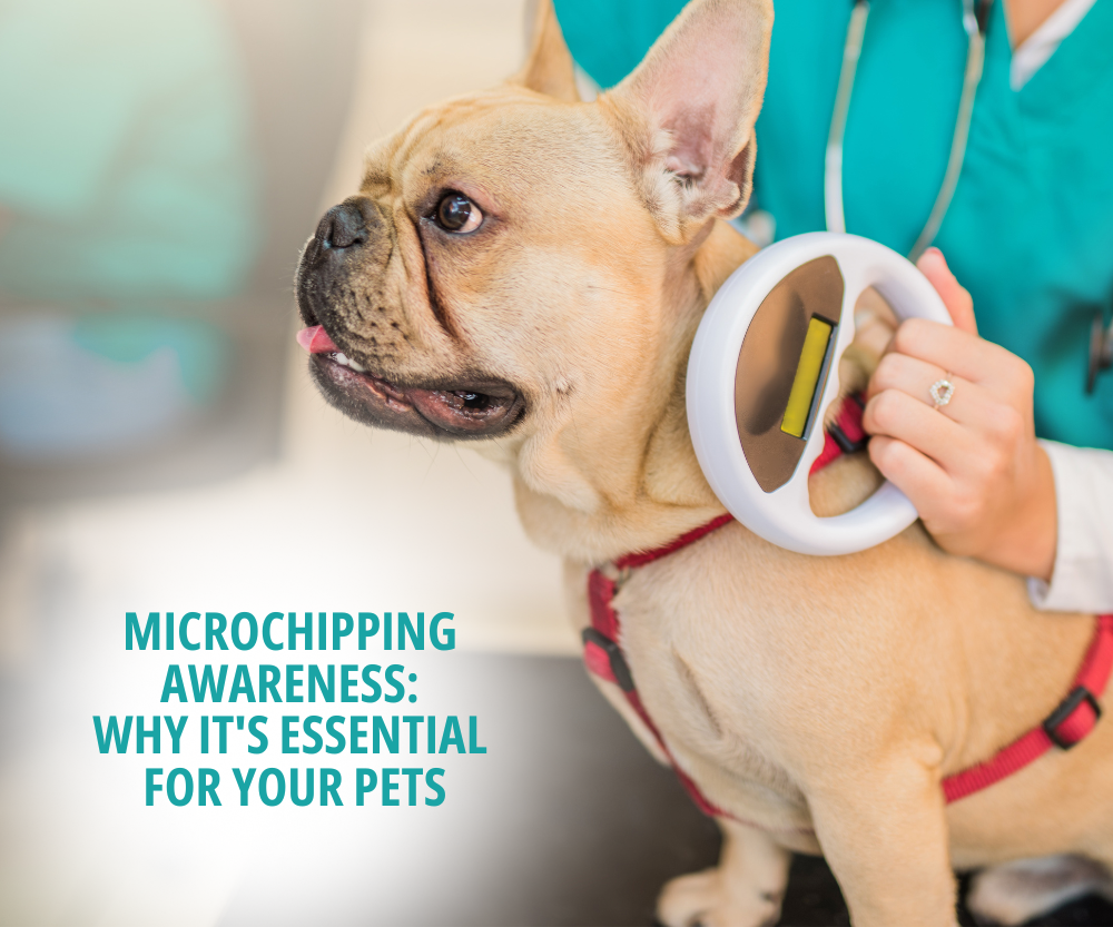Microchipping Awareness Why It's Essential for Your Pets