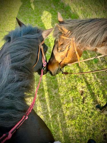Horse Love