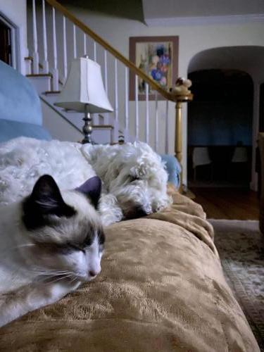 Oga and Viv relaxing after another full day of play.