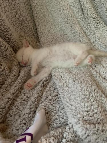 Opie