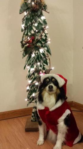 Santa Sassy