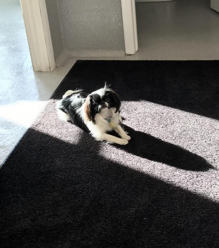 Paisley enjoying the sun coming through the windows.