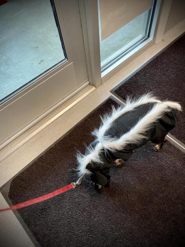 	Happy Halloween from “Trip”! She is a skunk this year! 