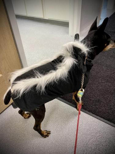 	Happy Halloween from “Trip”! She is a skunk this year! 
