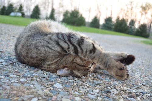 Living dangerously - Cat yoga