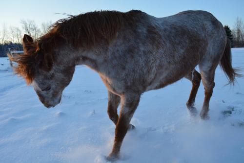 Winter Play