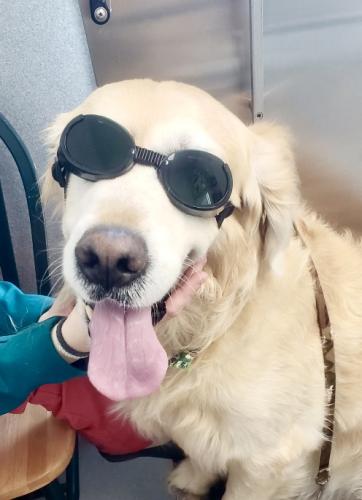 “Hoss” enjoyed his Laser treatment!