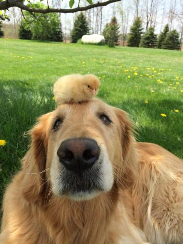 "There's a pecking order, you know..." - Chick #1