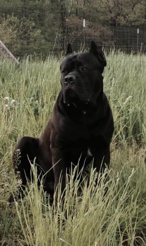 Mishka on watch