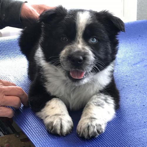 Sherman is helping us get through this pandemic with puppy love & cuddles!