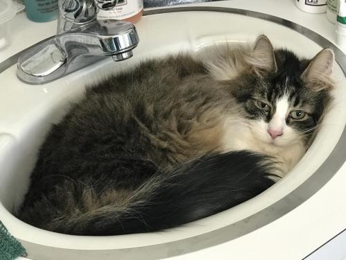 Thelma Lou found a comfy spot at the clinic today!