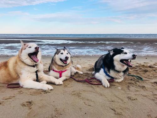 Beach pups