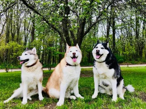 Three Huskies